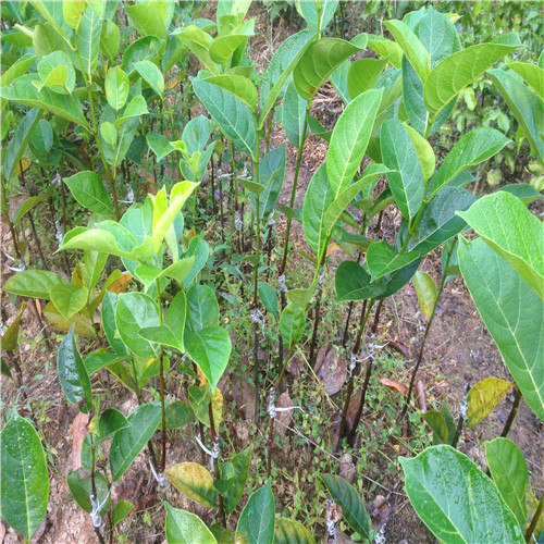 出售四季菠萝蜜苗，广西菠萝蜜苗，广西果苗场 