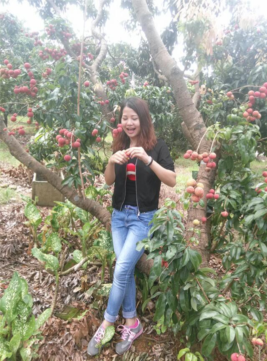 广西桂味荔枝苗，广西荔枝苗，批发荔枝苗 