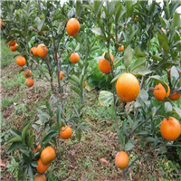 灵山沃柑苗，钦州沃柑苗，广西柑橘苗基地 
