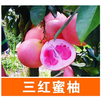广西三红蜜柚苗|广西钦州三红蜜柚苗批发 