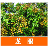 龙眼苗批发/广西龙眼苗/广西龙眼苗基地 