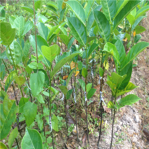 灵山四季菠萝蜜苗，灵山菠萝蜜苗，钦州菠萝蜜苗 