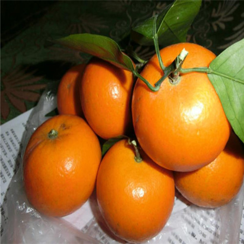 桂林沃柑苗，荔浦沃柑苗，广西果树苗 