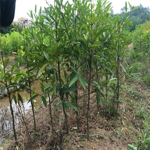 哪里有卖山竹苗？广西山竹苗、南宁山竹苗 