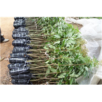 灵山糯米糍荔枝苗，灵山荔枝苗，广西荔枝苗 