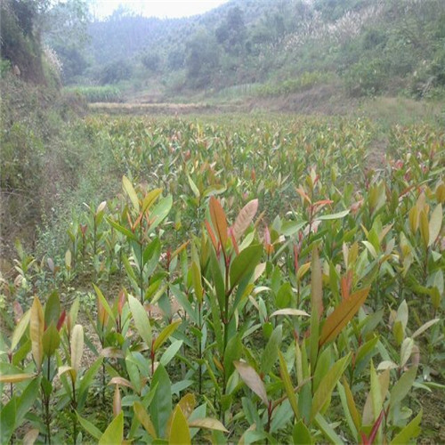 荔浦山竹苗、桂林山竹苗、广西山竹苗供应 