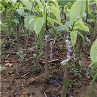 灵山果苗，灵山长果桑苗，灵山台湾长果桑苗 