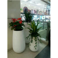 广东花盆