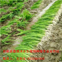 【找水生植物苗】就找鑫雅沐水生植物公司 