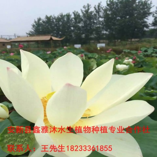 18233361855万县市【荷花种植】方法 