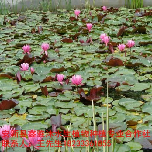 晋城市【水生植物种植】种苗销售厂家 