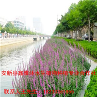 河南【水生植物】种植厂家18233361855 