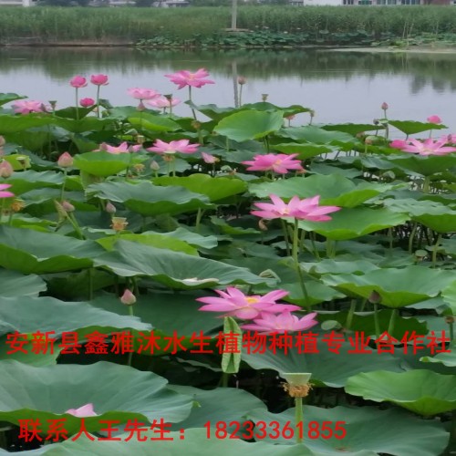 18233361855银川市【荷花种植】哪家好 