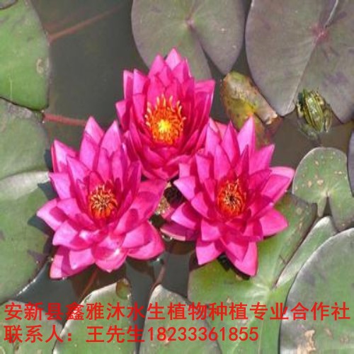 自贡市【睡莲种植】销售各种种苗 