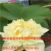 唐山【荷花】报价多少 