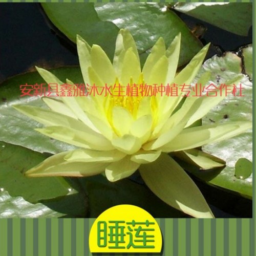 18233361855廊坊市的【睡莲】 
