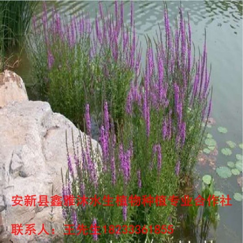 乐山市【水生植物种植】种苗销售厂家 