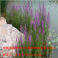 营口市【水生植物】种植18233361855 