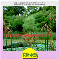 18233361855成都市【水生植物】种植厂家 