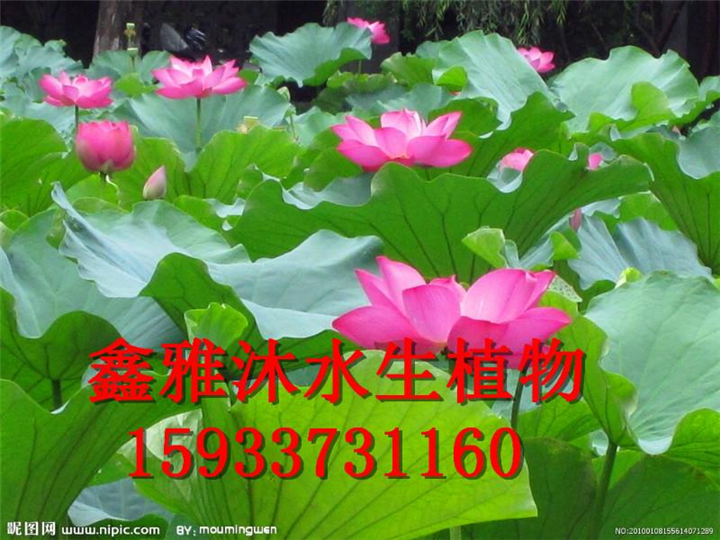 生态人工浮岛 