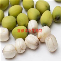 18233361855邯郸市的【莲子】 
