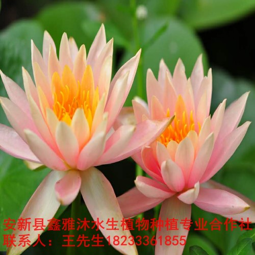 18233361855安顺市【睡莲种植】培育基地 