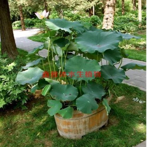 唐山市哪有卖【盆栽荷花 】的 