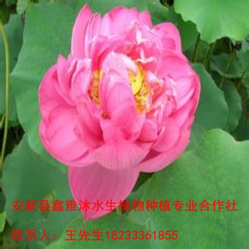 运城市【荷花种植】哪家好18233361855 