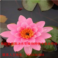 18233361855银川市【睡莲种植】哪家好 