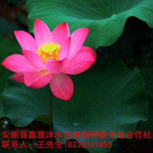 18233361855绵阳市【荷花种植】培育基地 