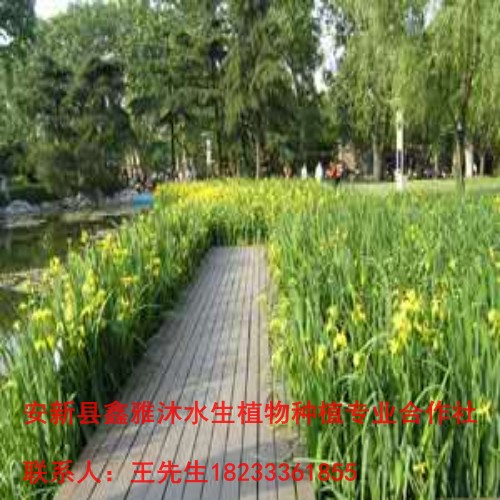 18233361855大兴区【黄菖蒲苗】销售 
