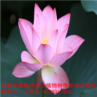 18233361855【耐寒荷花种植】哪家好 