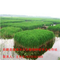 18233361855晋城市【芦苇种植】培育基地 