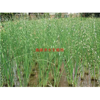 百色【睡莲】种植厂家18233361855 