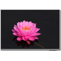 18233361855芦苇种植 