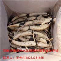 【荷花苗】培育基地 