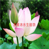 18233361855廊坊哪有卖【精品荷花】的 