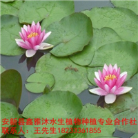 18233361855宁河县【睡莲种植】厂家 
