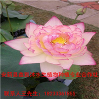 山西【荷花】种植18233361855 