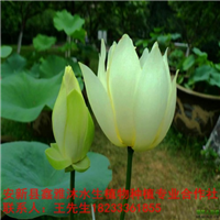 18233361855【耐寒荷花种植】技术 