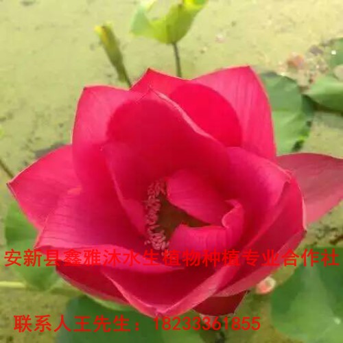 【荷花苗】基地18233361855 