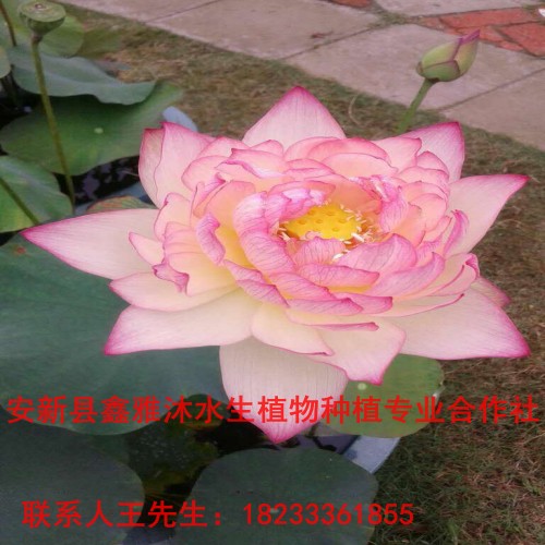 河北【荷花】种植基地 
