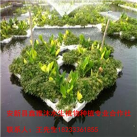 乐山市【人工浮岛种植】制作销售 