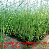 宜宾市低价【水生植物种植】销售厂家 