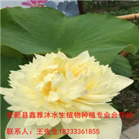 蓟县【睡莲】种植18233361855 