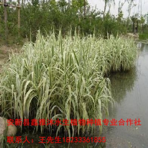 求购优质【再力花苗】就找鑫雅沐公司 