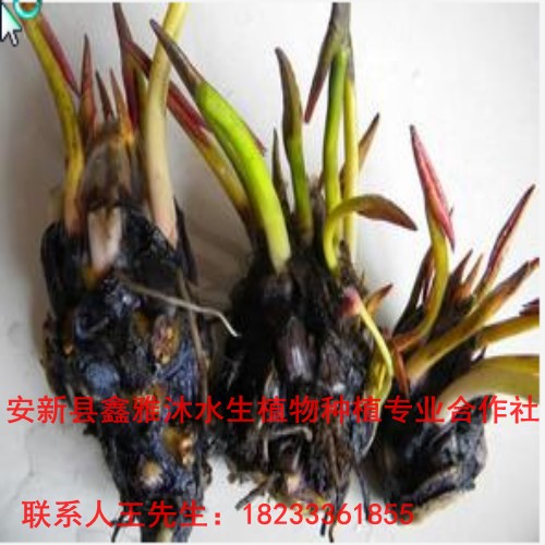 18233361855【睡莲种苗哪家好】 