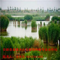 18233361855晋城市【睡莲种植】培育基地 