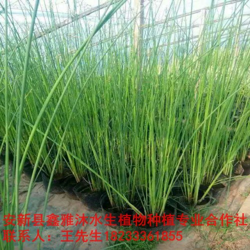 宜宾市低价【水生植物种植】销售厂家 