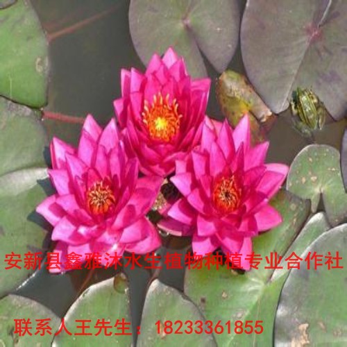 内蒙【种植睡莲】厂家18233361855 